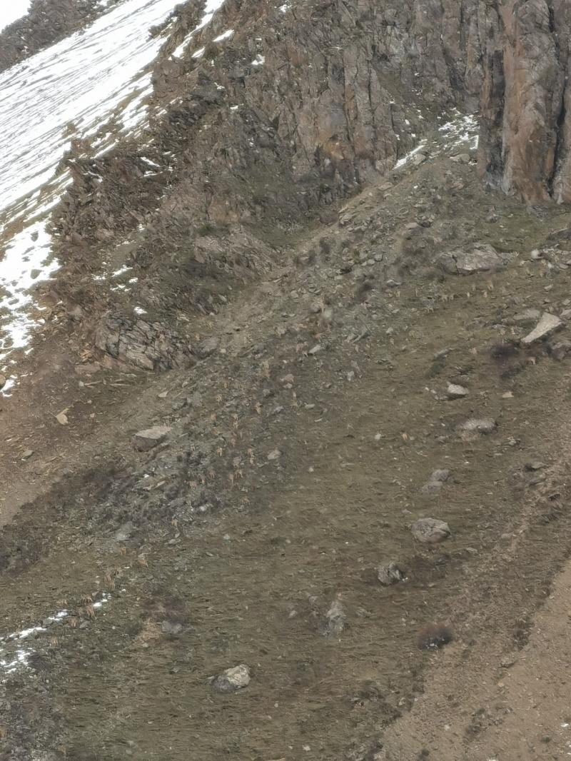 甘孜县：成群“攀岩大师” 岩羊  “翻山越岭”搬新家