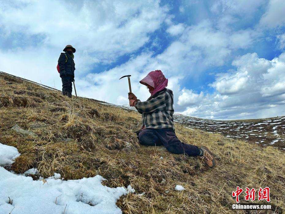 青海省杂多县：又到虫草采挖季