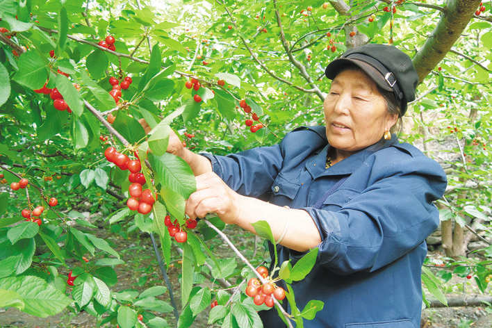 黑水县：色尔古镇甜樱桃熟了