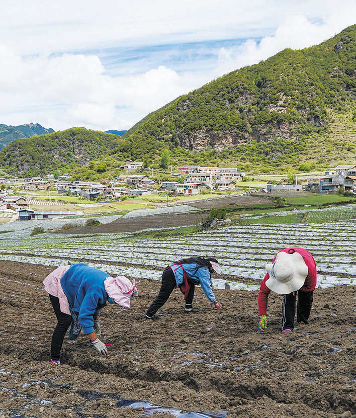 金川县新开宗村种植莴笋促农增收