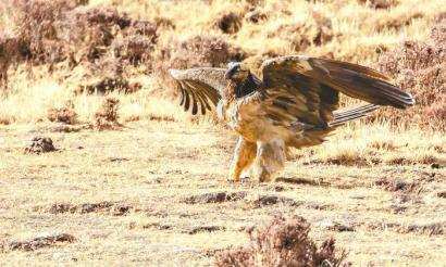 珍稀猛禽胡兀鹫首次在色达被拍到