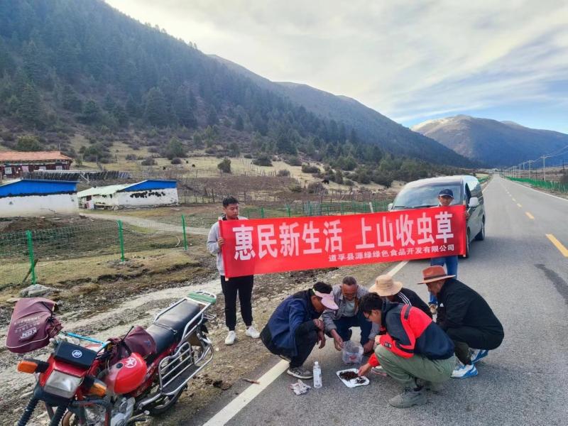 道孚县：民营企业助力“软黄金”交易