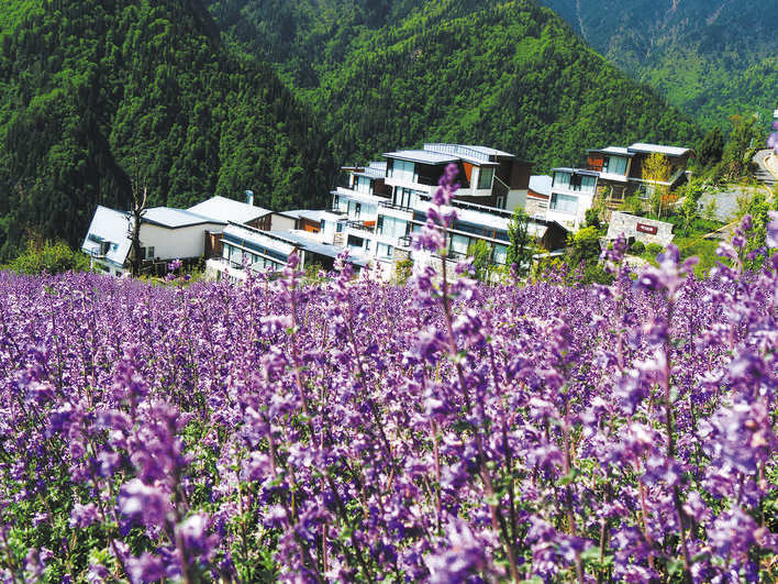 黑水县：沙石多镇薰衣草花开引客来