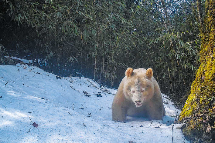 四川卧龙多次拍摄到全球唯一白色大熊猫活动画面