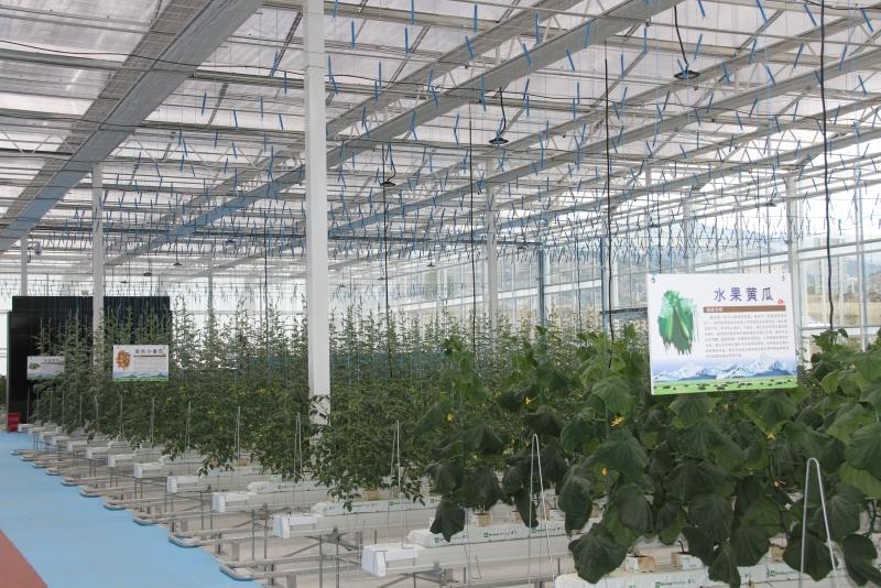 理塘县：无土栽培技术“上”高原