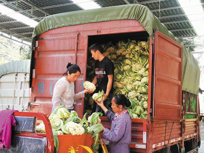 茂县洼底镇：千亩花菜丰收