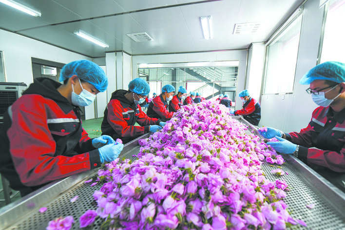 小金县：玫瑰花铺出致富路