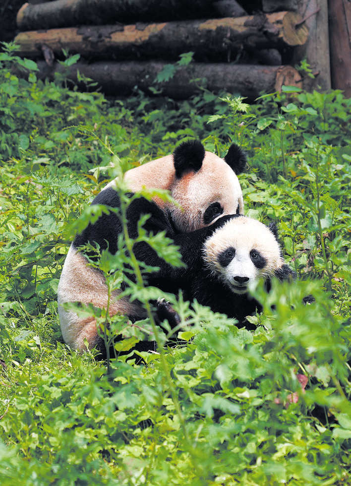 野化放归大熊猫生存技能养成记