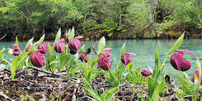 松潘县：黄龙兰花美丽绽放