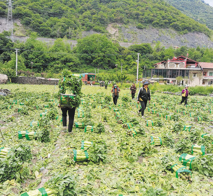 理县沙坝村：莴笋喜获丰收