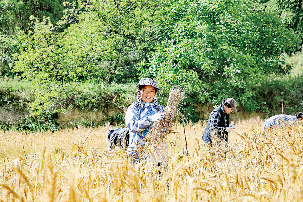 丹巴县：美人谷里麦穗飘香