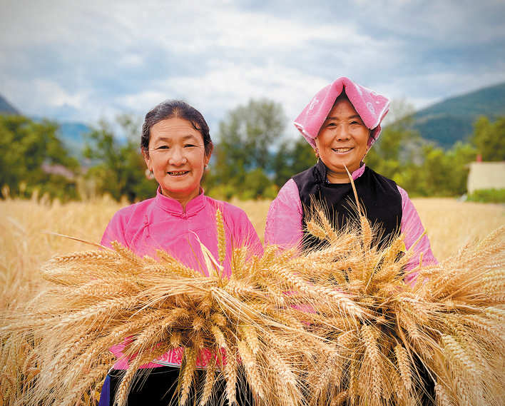 金川县：天晴收麦忙