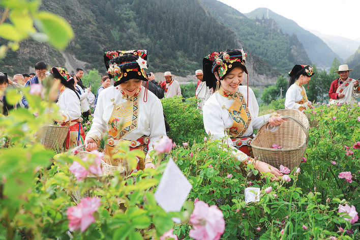 小金县：一朵玫瑰花 共富千万家