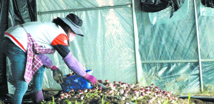 阿坝县：赤松茸种植拓宽群众致富路