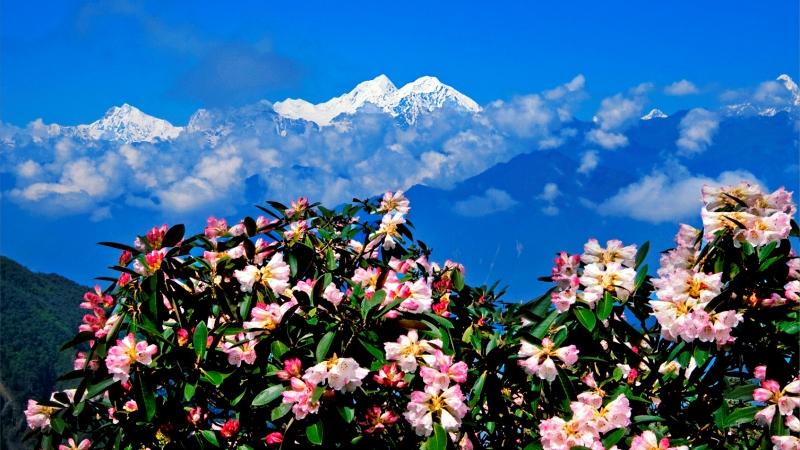 等你来定！甘孜“州花”“州鸟”候选名单亮相西博会