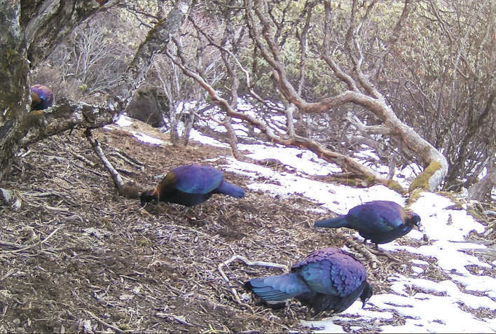 四姑娘山保护区红外相机首次拍到绿尾虹雉