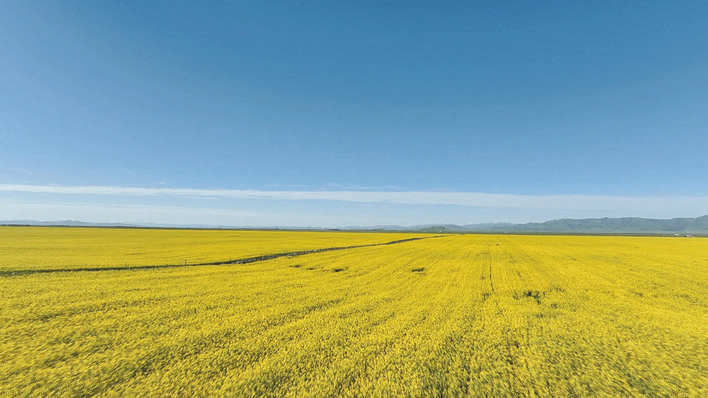 若尔盖白河牧场：万亩油菜花开