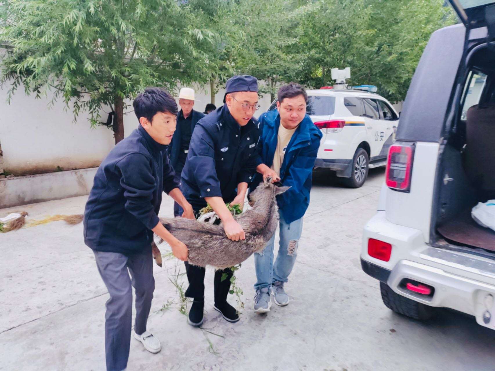 甘孜新龙：民警成功救助一只国家二级保护动物斑羚