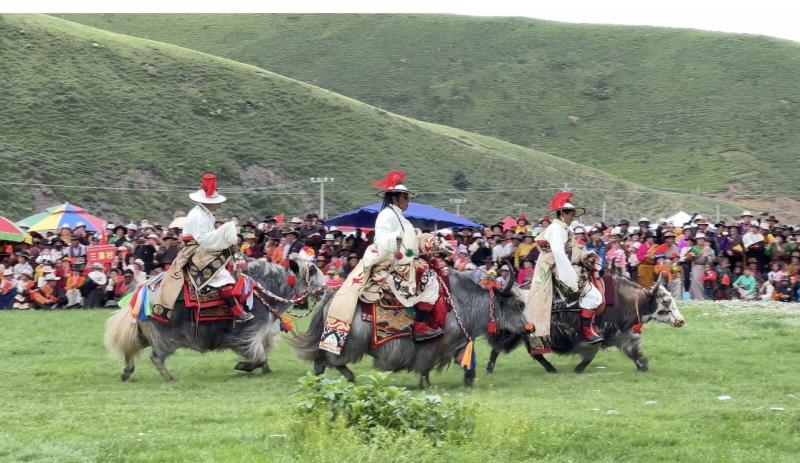 赛牛狂欢  犇腾千里——炉霍县宗麦乡举办赛牛会