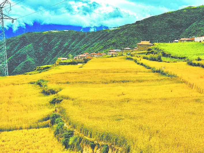 阿坝州各小麦产区陆续迎来收获季节