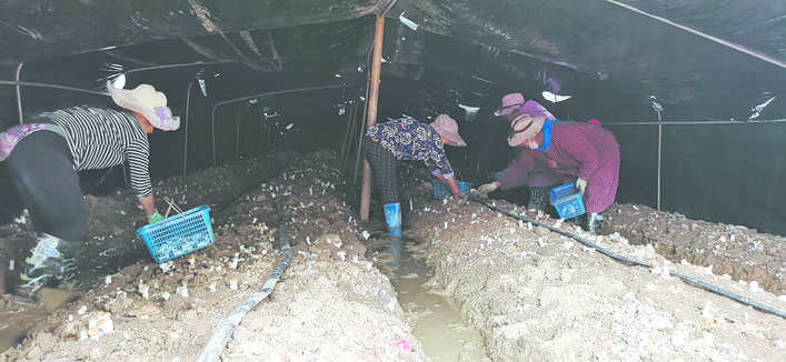 松潘县：赤松茸铺就群众致富路