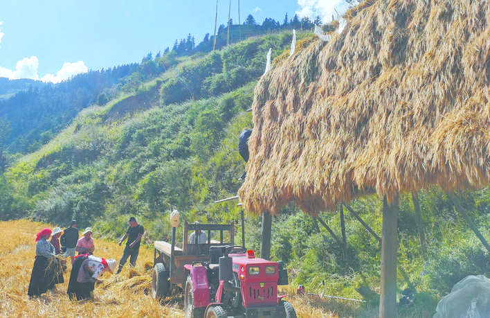 松潘俄卡村村民忙收青稞