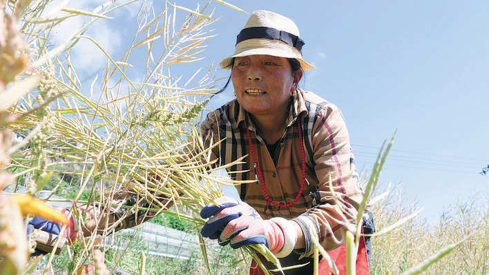黑水麻窝村：高原油菜采收忙