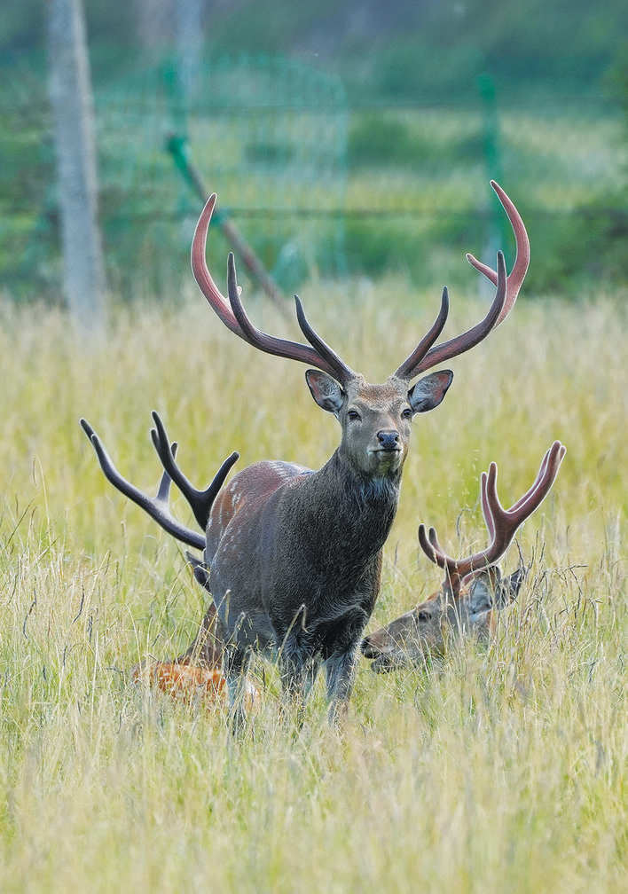 来红原雅克鹿之谷看梅花鹿