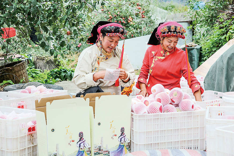 丹巴“美人脆”苹果喜获丰收 预计总产量可达405吨