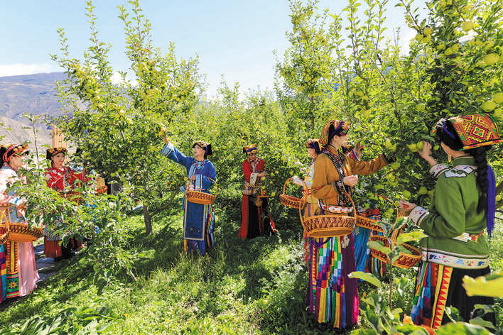 小金苹果成为群众致富增收的“金名片”