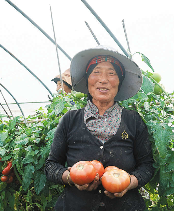 黑水县晴朗乡西红柿成熟上市