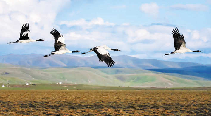 若尔盖：“湿地”日夕佳 飞鸟相与还