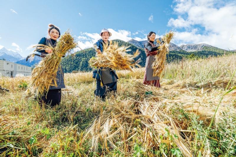 甘孜亚丁：高原山村 青稞喜丰收