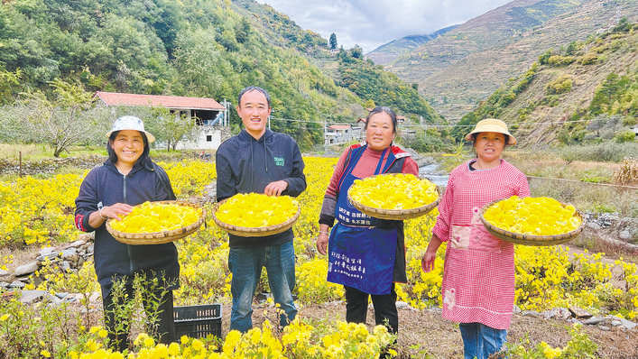 阿坝金川：特色黄菊喜获丰收