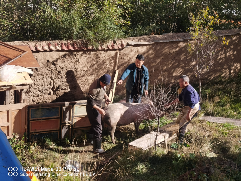 甘孜县柯多村:生猪养殖赋能乡村振兴