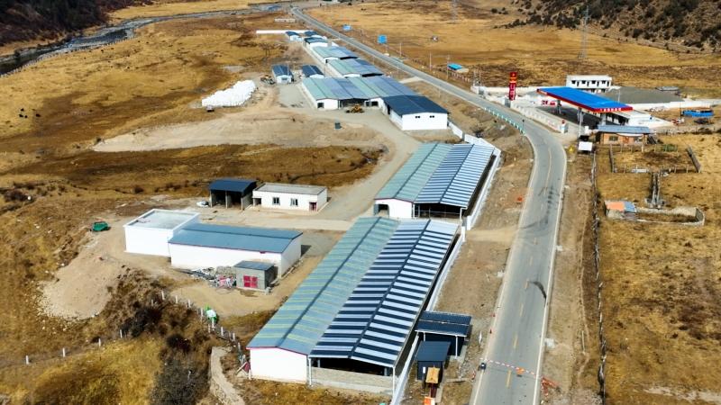 新龙县：牦牛产业高质量发展 唱响乡村振兴“牧歌”