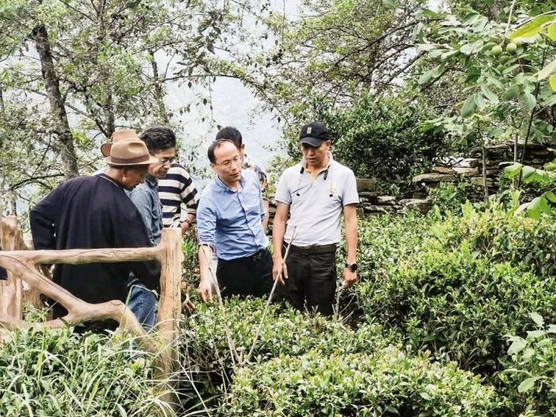 杭州西湖区牵手甘孜九龙县——高原“小叶子”变身富民“金叶子”