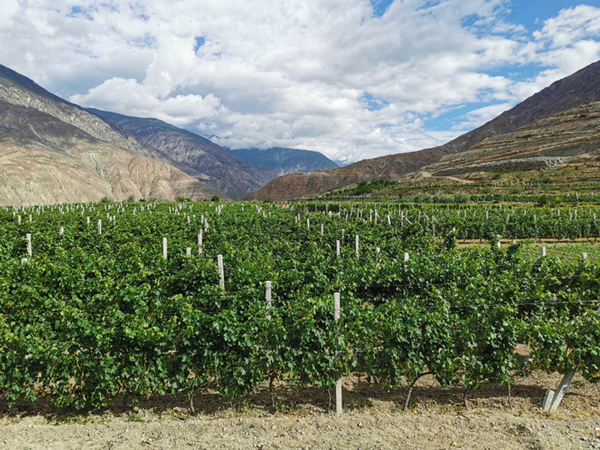 得荣县：小葡萄“撬动”大产业