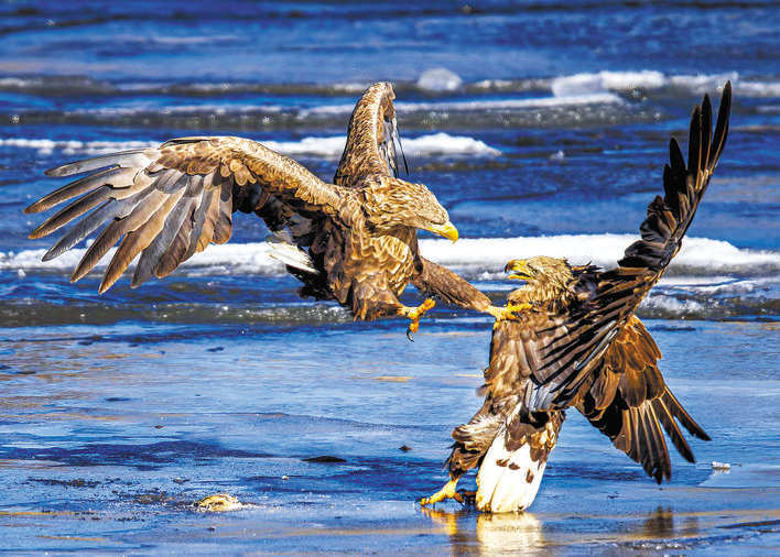 白尾海雕飞抵越冬 “长枪短炮”聚焦阿坝