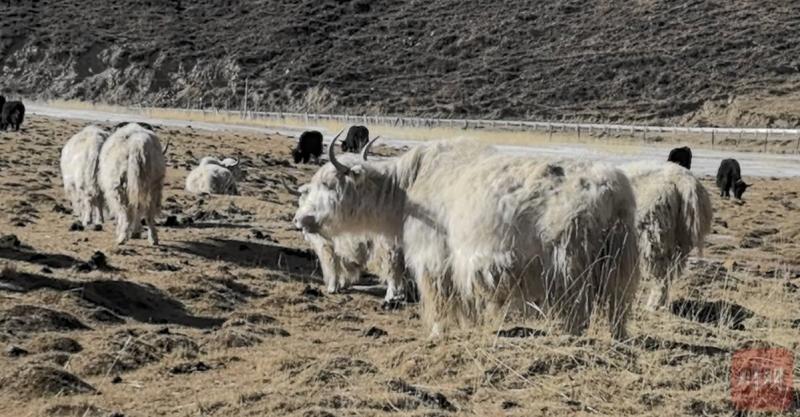 穿新衣、住新家、交新朋友 炉霍牦牛过上新生活