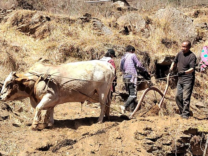 九龙县魁多镇：抢抓农时备春耕
