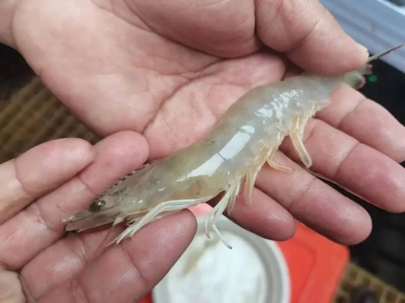 甘孜州首个！康定南美白对虾养殖初获成功