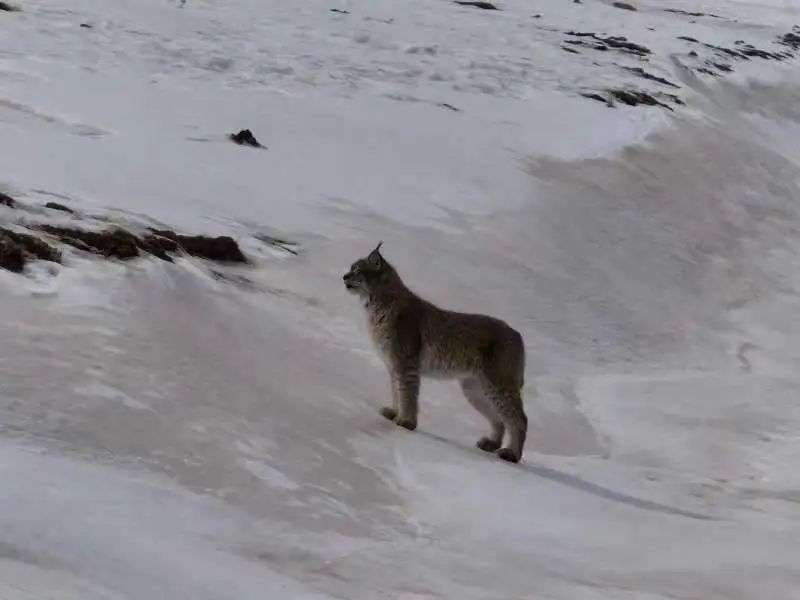 生态持续向好   石渠有“大猫”出没