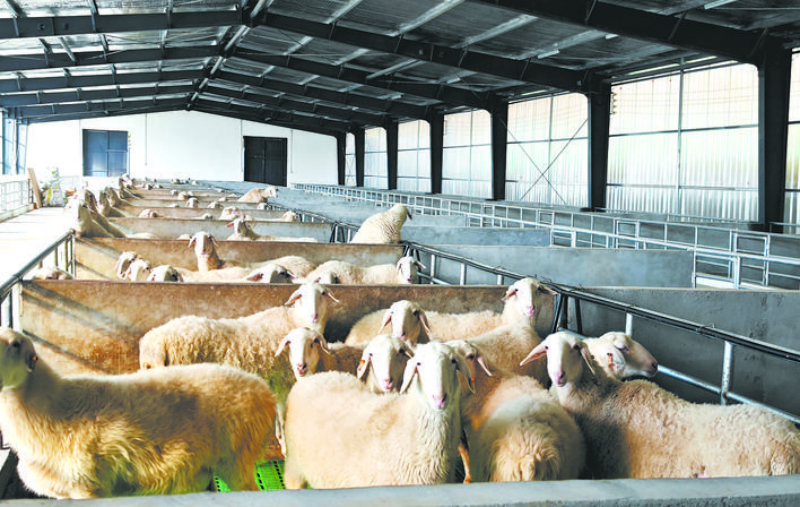 汶川：湖羊养殖为寨子坪村乡村振兴注入新动力