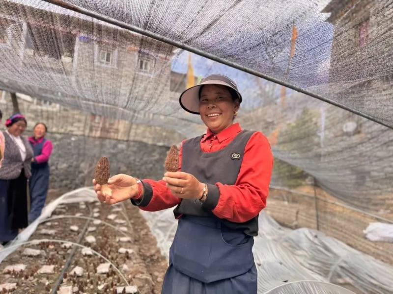 康定市吉居乡：特色产业 鼓起群众钱袋子