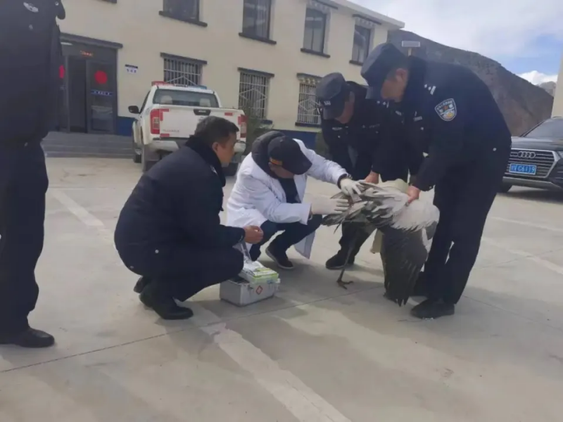 黑颈鹤受伤 石渠公安民警及时救助