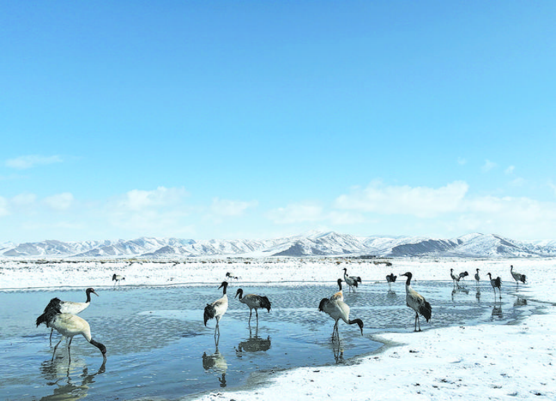 黑颈鹤北迁抵达红原