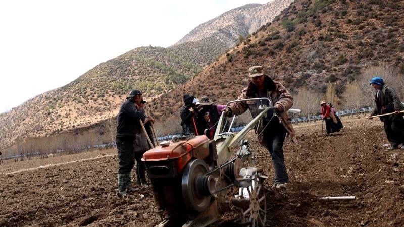 得荣县：村民互助春耕抢农时