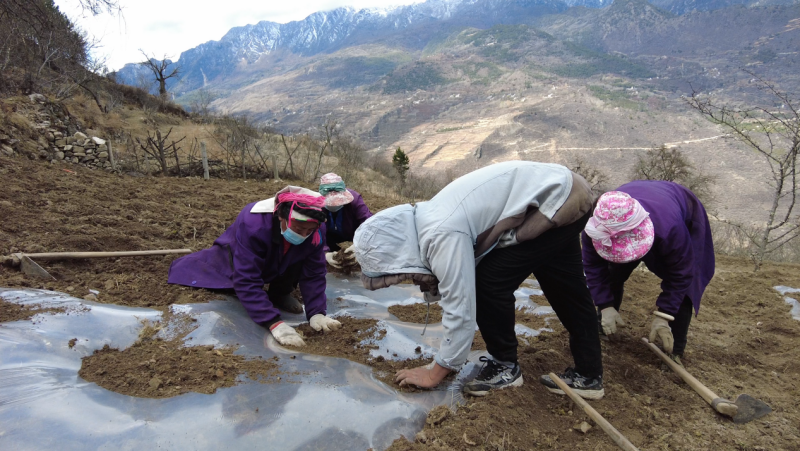丹巴：春日种植刺龙苞 发展绿色生态产业助推乡村振兴