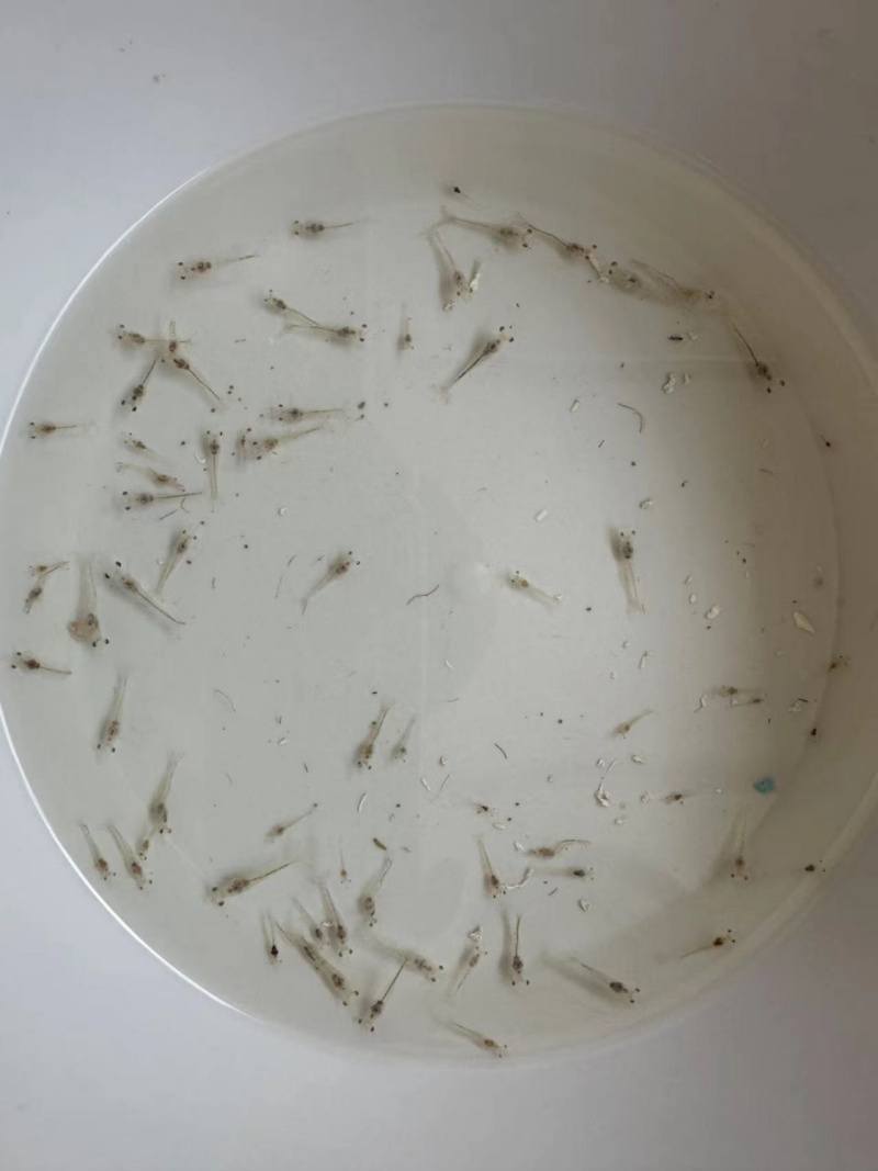 甘孜州首次成功养殖出虾类海鲜